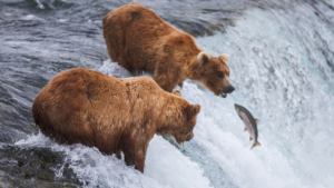 a group of bears standing in Katmai National Park and Preserve